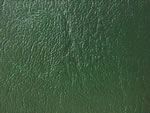 SEL024 Green